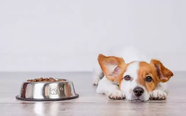 Come nutrire un cane con la diarrea? Cause della diarrea nei cani