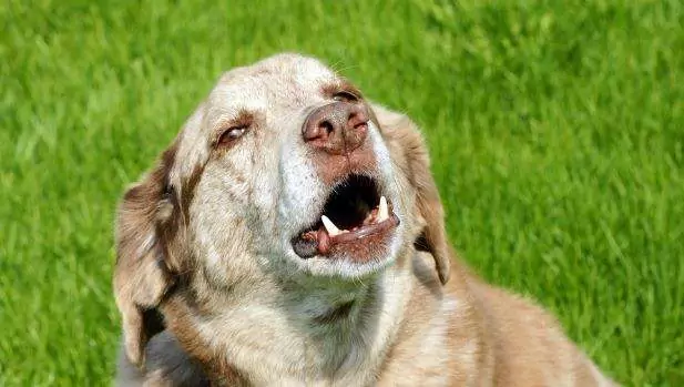 Perché ai cani piace ululare? Come ridurre efficacemente l'ululato nei cani