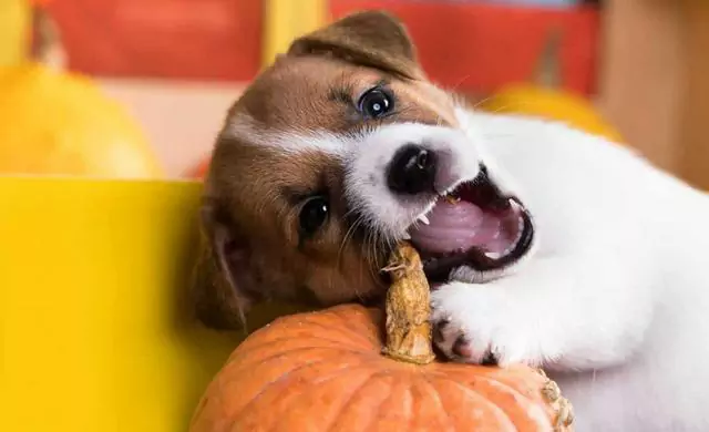 I cani possono mangiare la zucca? I benefici della zucca per i cani