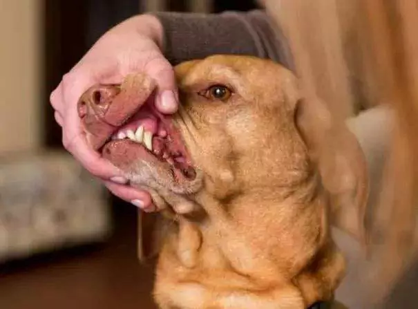 La bocca di un cane è più pulita di quella di un umano? La bocca dei cani deve essere pulita regolarmente
