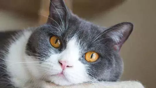 Perché i gatti starnutiscono? Quali sono i motivi per cui i gatti starnutiscono?