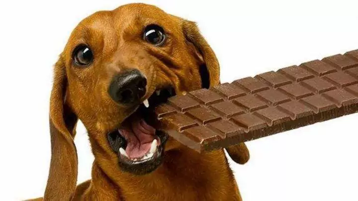 I cani possono mangiare il cioccolato? Quali sono i sintomi dell'avvelenamento da cioccolato nei cani?