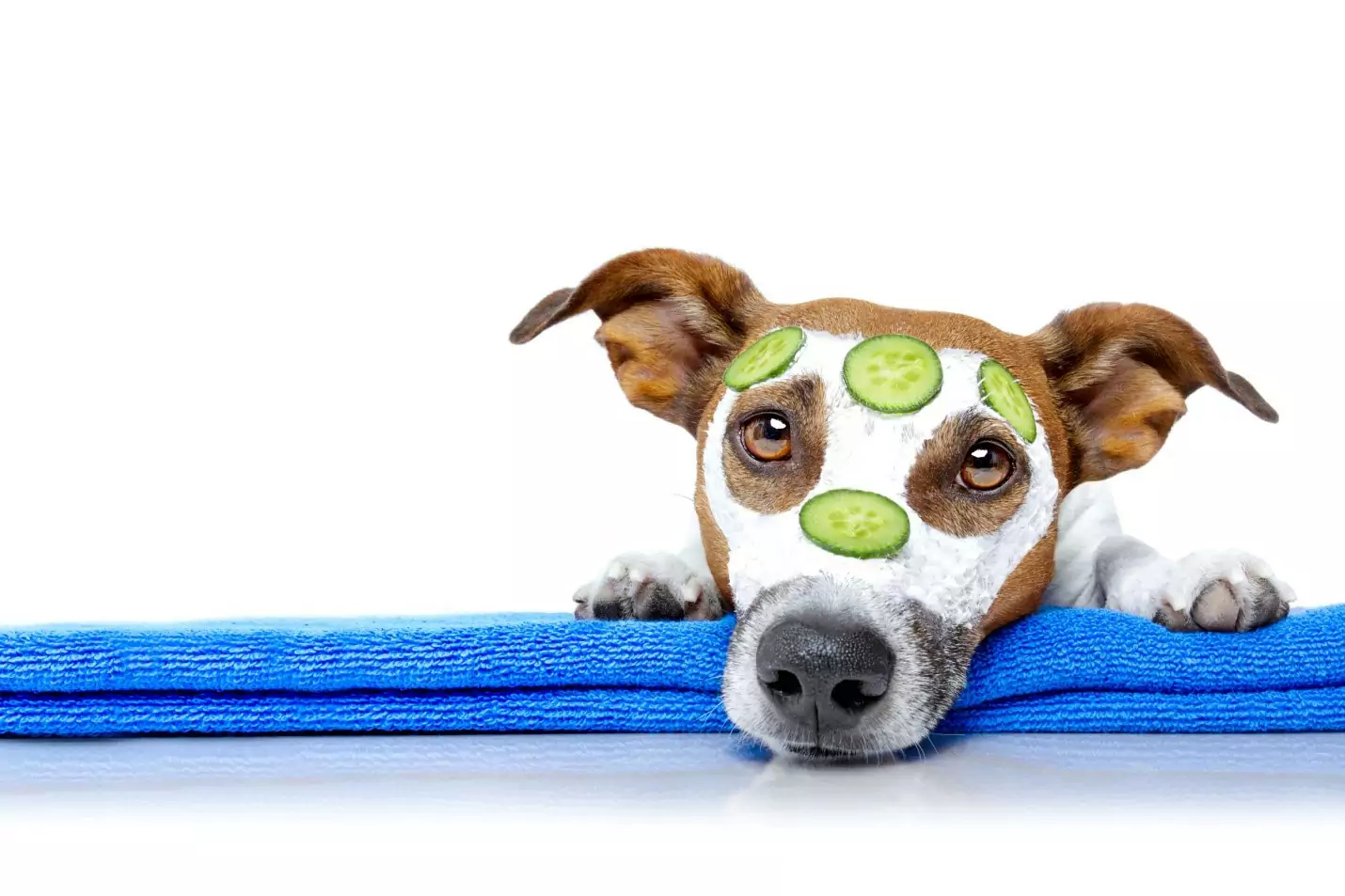 I cani possono mangiare i cetrioli? Quali sono i benefici dei cetrioli per i cani?