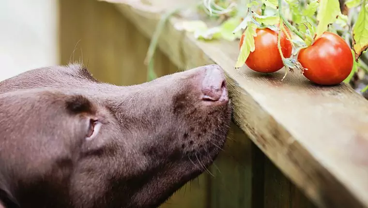 I cani possono mangiare i pomodori? Benefici e svantaggi dei pomodori per i cani