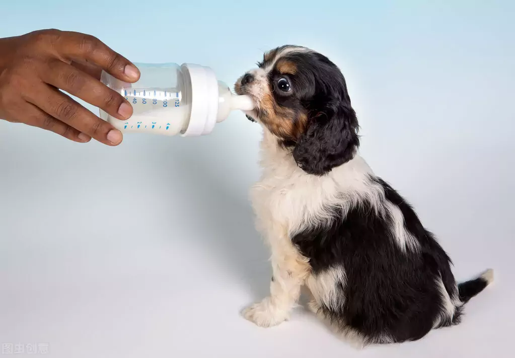 I cani possono bere il latte? Quale latte possono usare i proprietari al posto del latte vaccino?