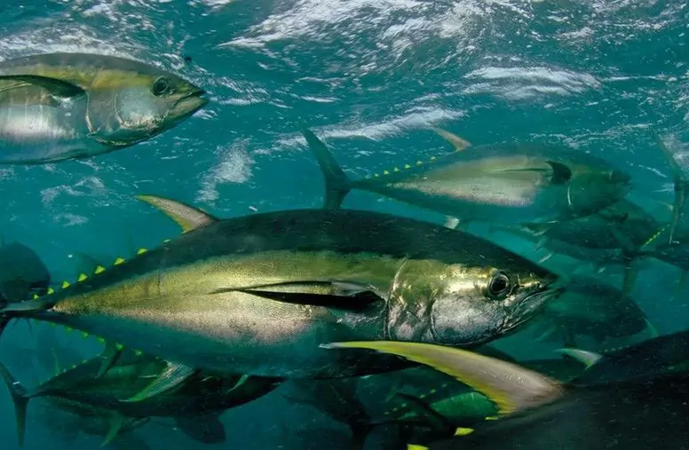 I cani possono mangiare il tonno? Quali sono i benefici nutrizionali del tonno per i cani?