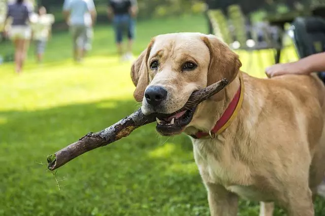I cani possono mangiare i mirtilli rossi? Benefici e svantaggi dei mirtilli rossi per i cani