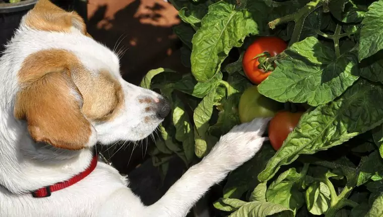 I cani possono mangiare i pomodori? Quali sono i benefici dei pomodori per i cani?