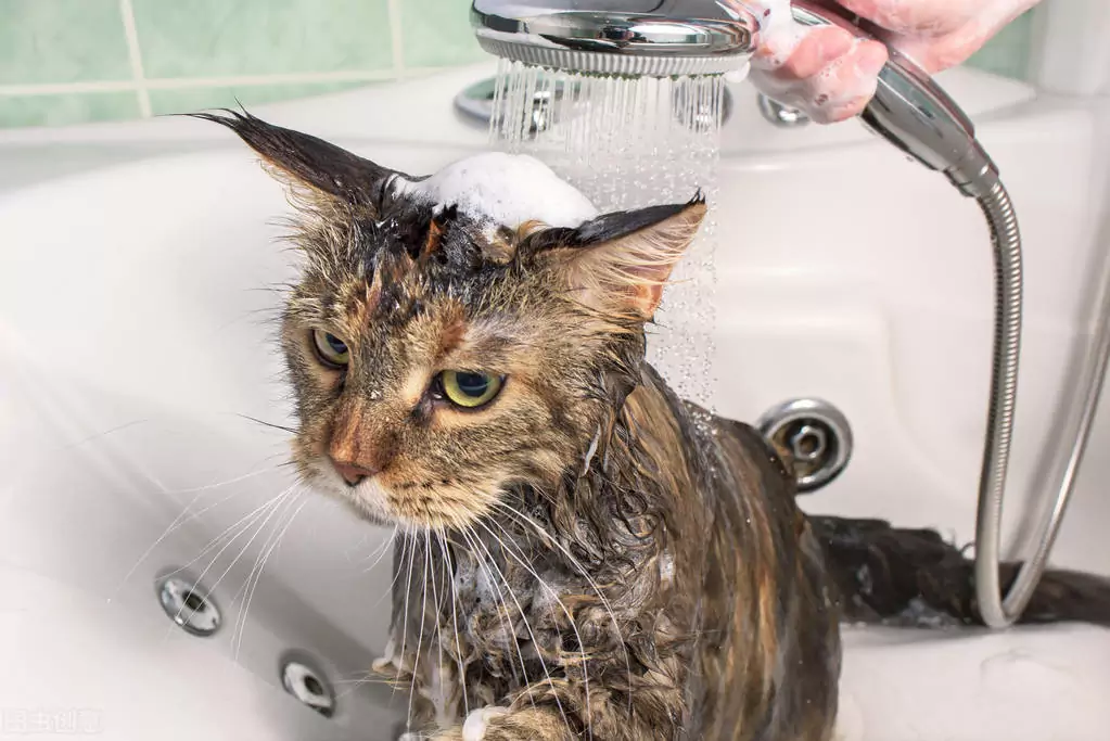 Come eliminare le pulci dai gatti? Come posso capire se ho le pulci sul mio gatto? Come prevenire le pulci?