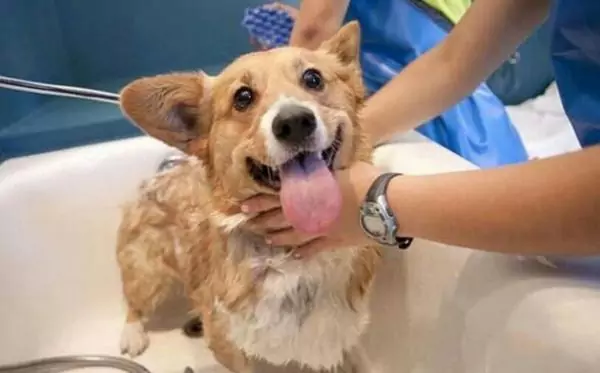 I cani possono fare il bagno?